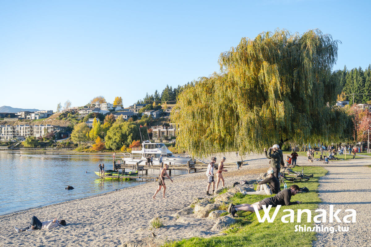 瓦納卡湖畔 That Wanaka Tree，孤立柳樹倒映在深邃藍色湖面，背景是南阿爾卑斯山積雪山峰