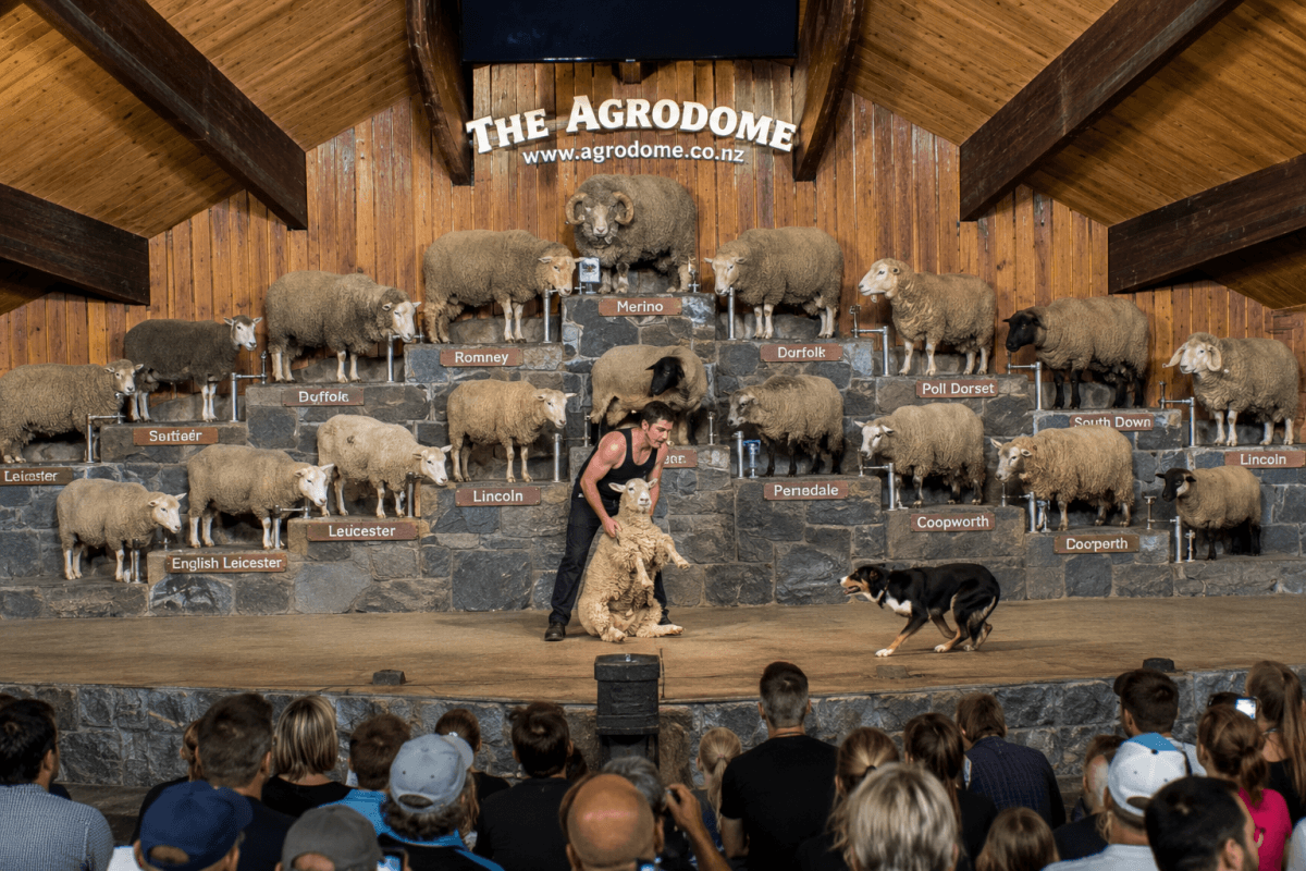Agrodome 農場秀剪羊毛現場示範