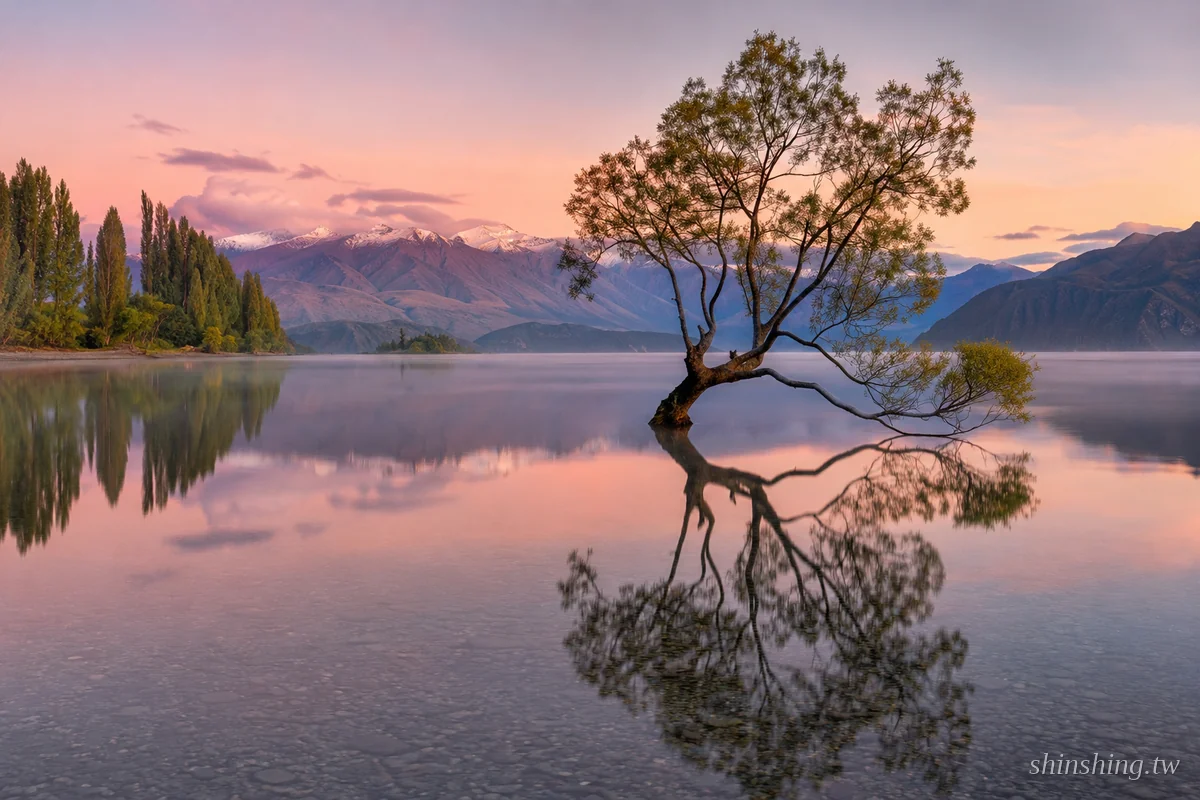 紐西蘭拍照景點 That Wanaka Tree 清晨倒影