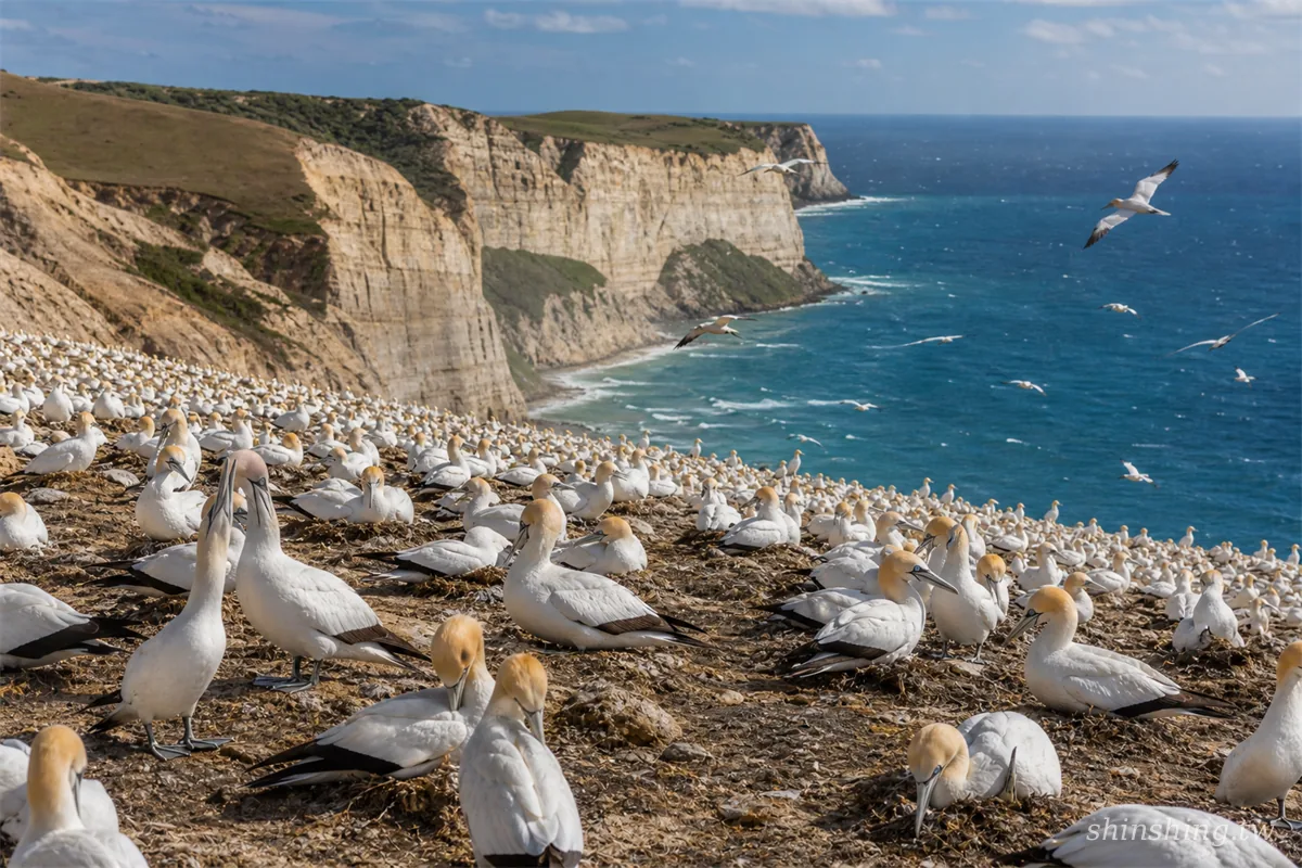 Cape Kidnappers 海岬上的塘鵝群與崖壁