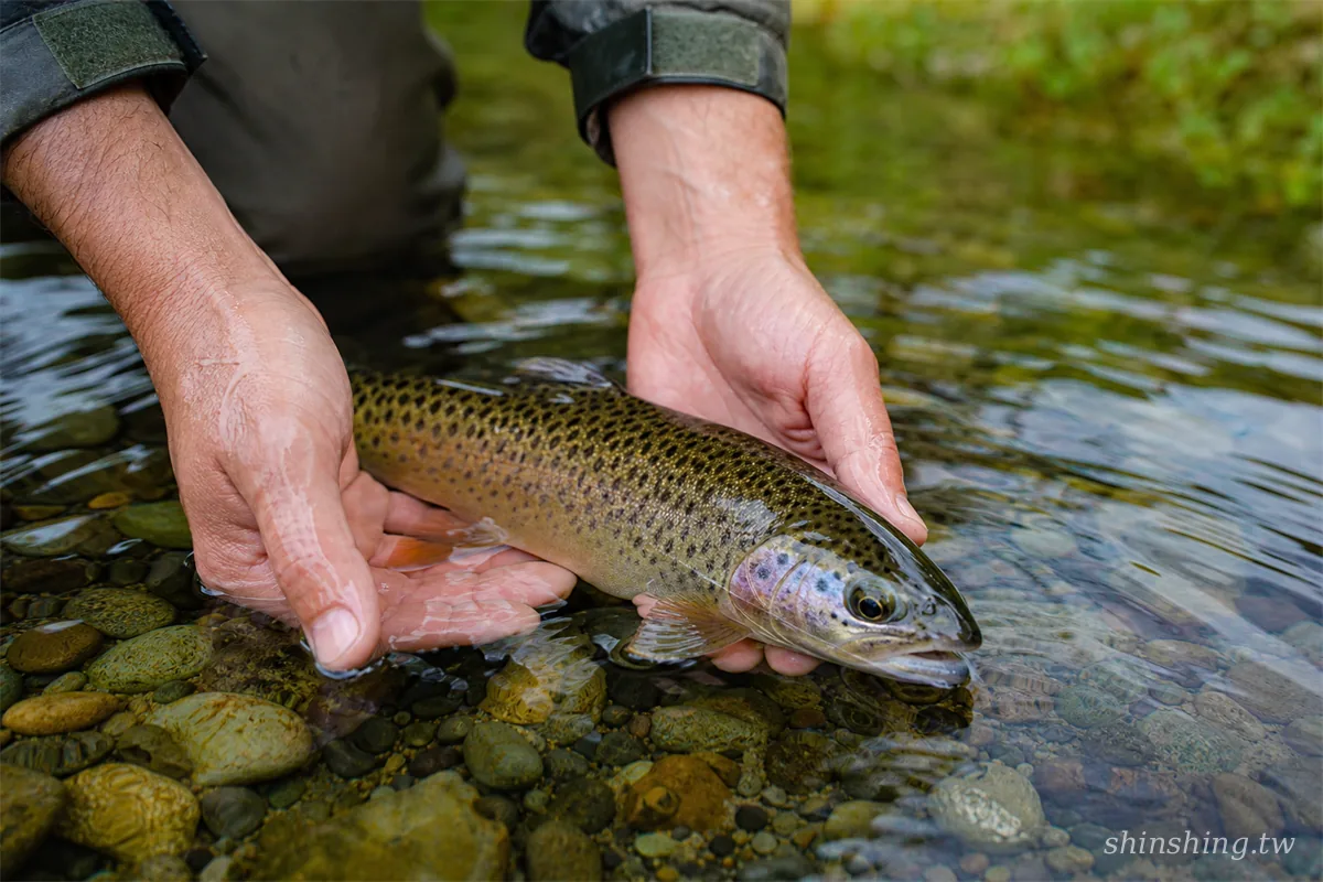 Catch and Release 示範,釣客雙手沾濕將鱒魚輕輕放回水中
