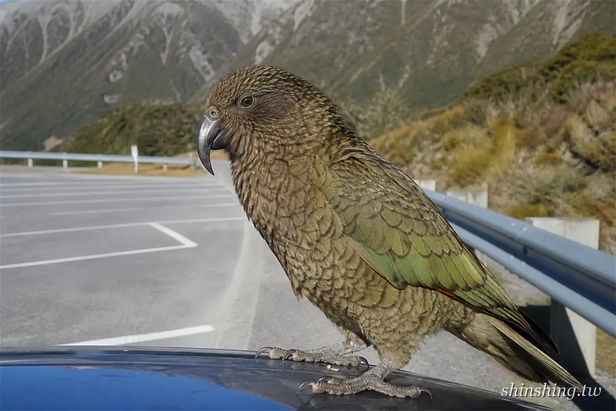 Kea 高山鸚鵡站在停車場的深藍色車頂上,背景是山區公路護欄與雪痕山壁